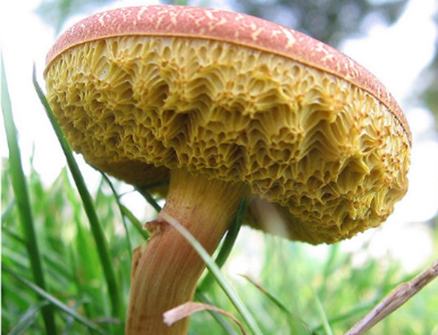 Fungus