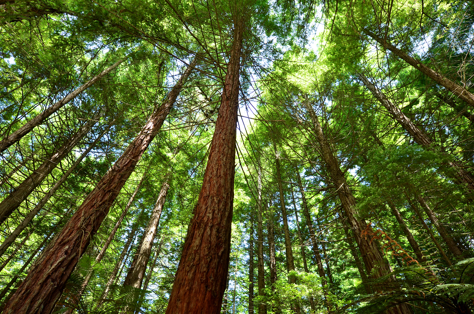 ROTORUA NZL - JAN 12 2015: Trees in Redwoods Forest - a popular travel location in Rotorua, New Zealand