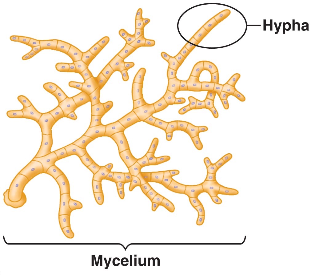 hyphae and mycelium