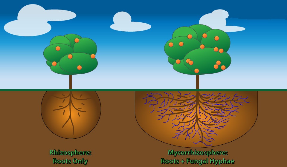 Mycorrhizae