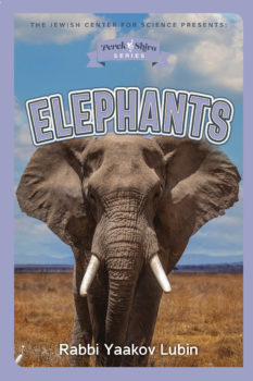 elephant cover jpeg