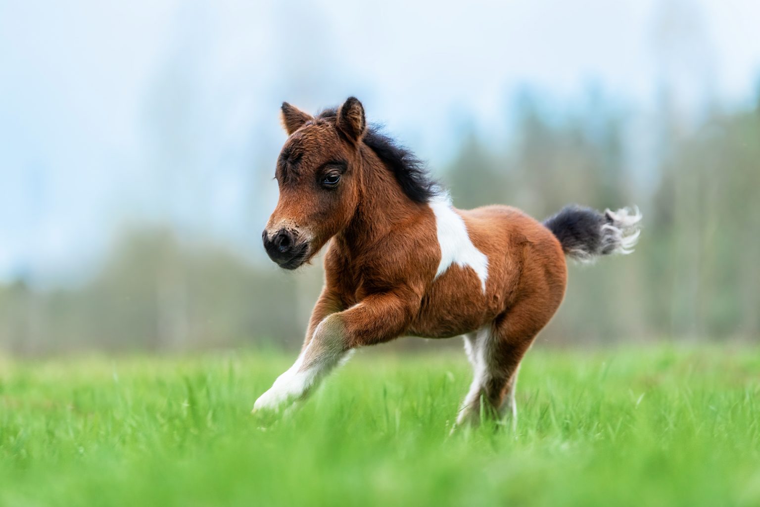 Perek Shira Video Series Horses The Jewish Center for Science