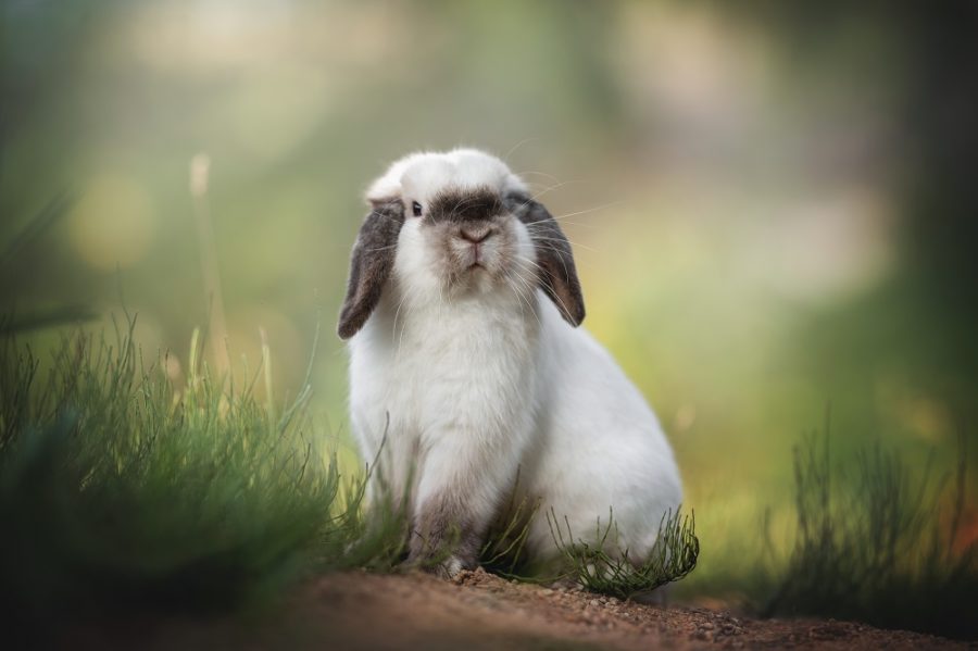 Perek Shira Video Series – Rabbits – The Jewish Center for Science